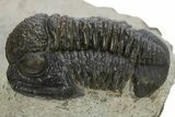 Gerastos Trilobite Fossil - Foum Zguid, Morocco #310279-2